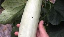 哪个网红连麦吃瓜是真的,是炒作还是真实事件？